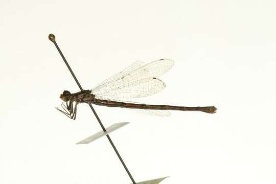 Image de Coenagrion interrogatum (Selys 1876)