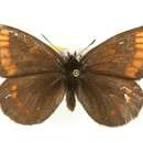 Image of Erebia pawloskii