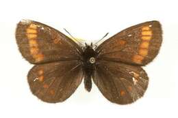 Image of Erebia pawloskii