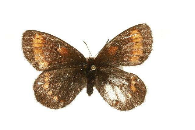 Image of Erebia pawloskii