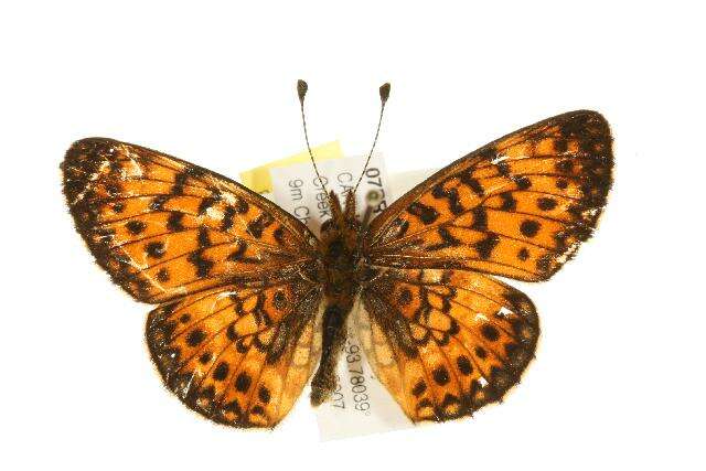 Image of Silver-bordered Fritillary