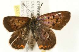 Image of <i>Lycaena dorcas</i>