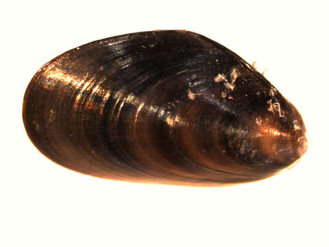 Image of Blue mussel