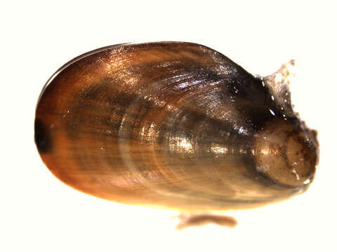 Image of Blue mussel