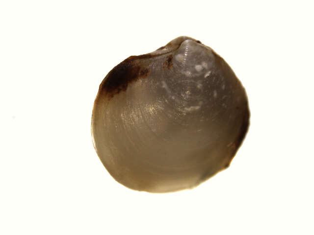 Image of orbicular axinopsid