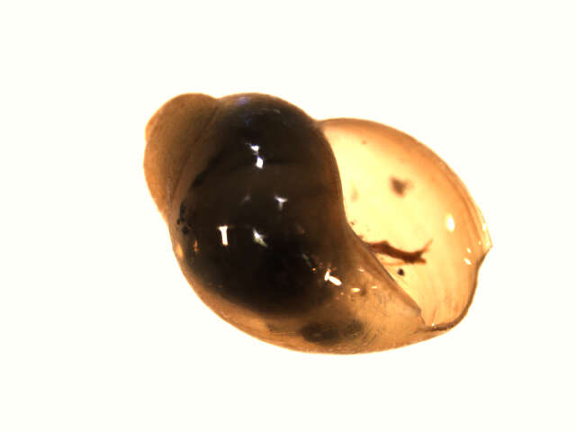 Image of <i>Stagnicola arctica</i>