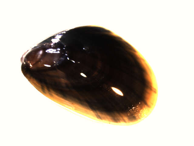 Image of Blue mussel