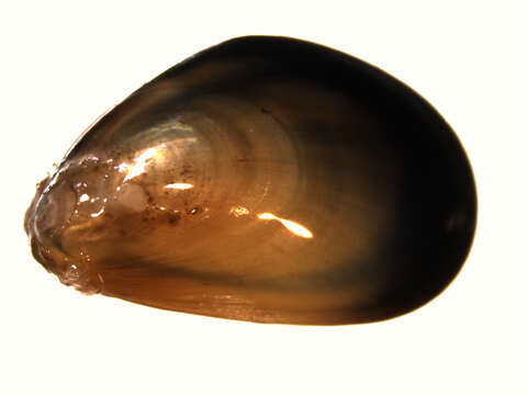 Image of Blue mussel