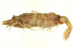 Image of sevenline shrimp