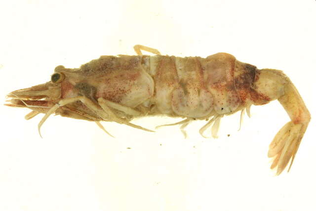 Image of sevenline shrimp