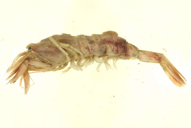 Image of sevenline shrimp