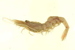 Image of sevenline shrimp