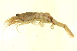 Image of sevenline shrimp