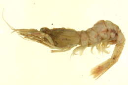 Image of sevenline shrimp