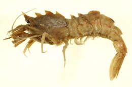 Image of warrior shrimp