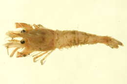 Image of warrior shrimp