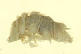 Image of Gnathiidae Leach 1814