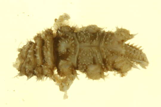 Image of Gnathiidae Leach 1814