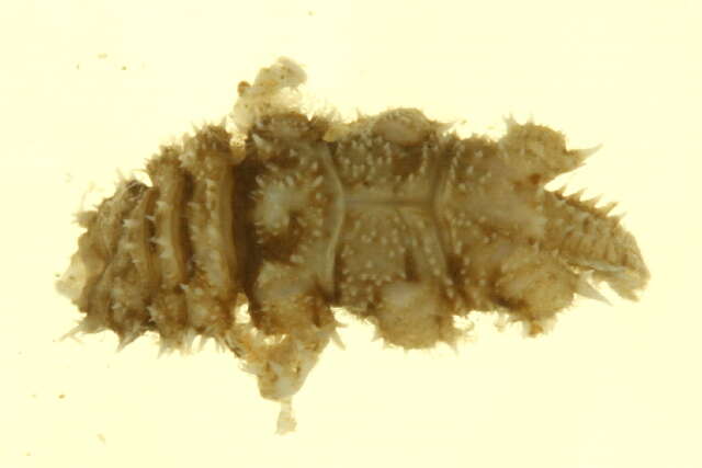 Image of Gnathiidae Leach 1814