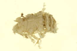 Image of Gnathiidae Leach 1814