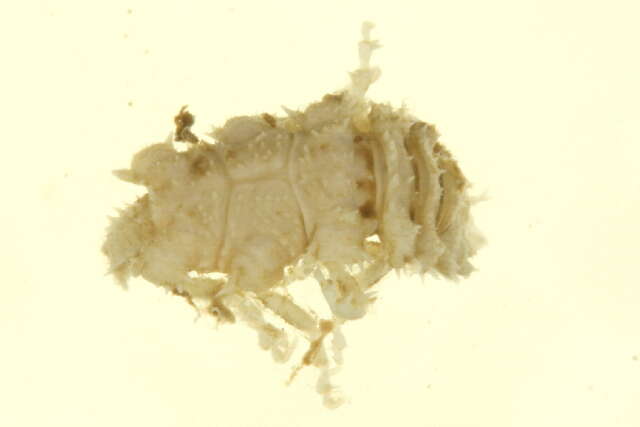 Image of Gnathiidae Leach 1814