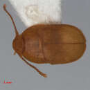 Image de Leptinus testaceus Müller & P. W. J. 1817