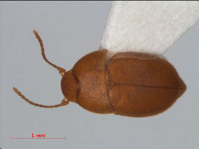 Leptinus testaceus Müller & P. W. J. 1817 resmi