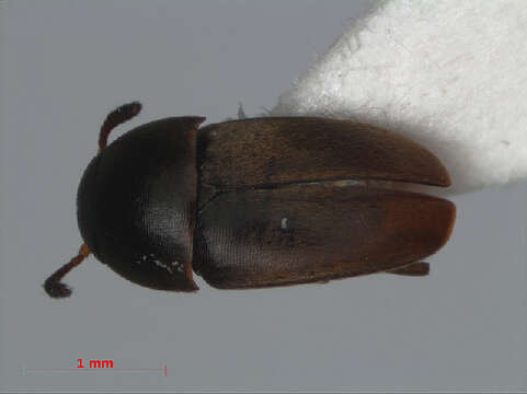 Image of <i>Ptomaphagus medius</i>