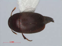 Image of Ptomaphaginus similipes Schilthuizen & Perreau 2008