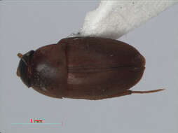 Image of Ptomaphaginus kinabaluensis Schilthuizen & Perreau 2008