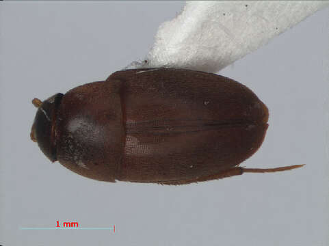 Image of Ptomaphaginus kinabaluensis Schilthuizen & Perreau 2008