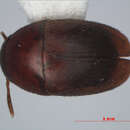 Image of Ptomaphaginus bryantioides Schilthuizen & Perreau 2008