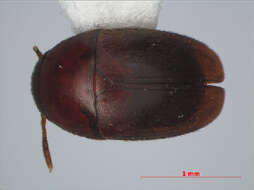 Image of Ptomaphaginus bryantioides Schilthuizen & Perreau 2008