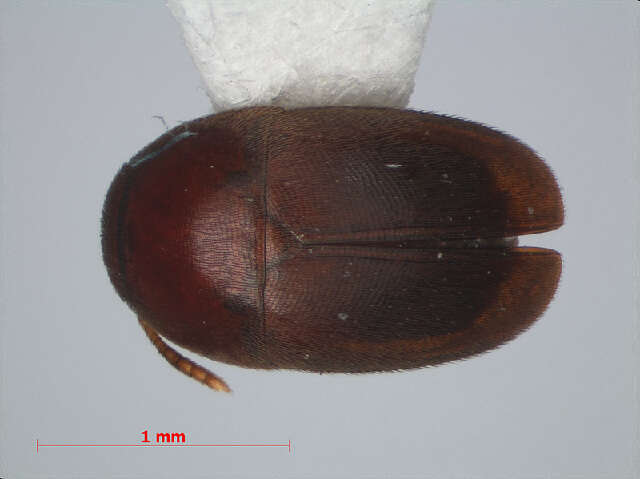 Image of Ptomaphaginus bryantioides Schilthuizen & Perreau 2008