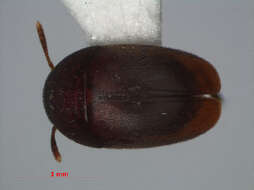 Image of Ptomaphaginus bryantioides Schilthuizen & Perreau 2008