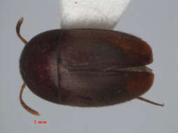 Image of Ptomaphaginus bryantioides Schilthuizen & Perreau 2008