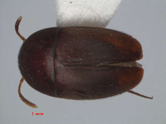 Image of Ptomaphaginus bryantioides Schilthuizen & Perreau 2008