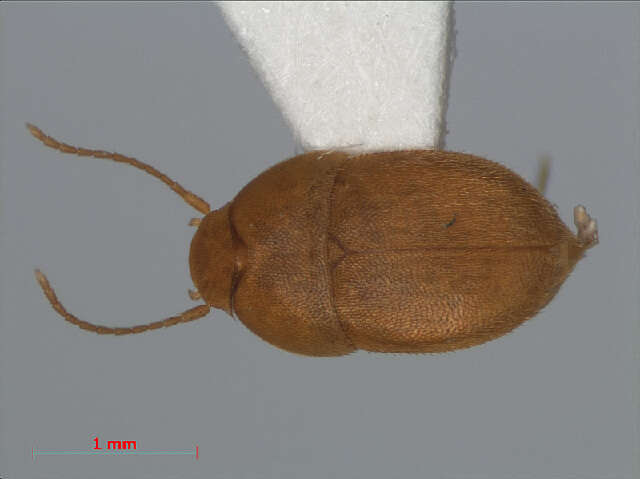 Leptinus testaceus Müller & P. W. J. 1817 resmi