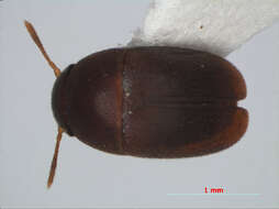 Image of Ptomaphaginus bryantioides Schilthuizen & Perreau 2008