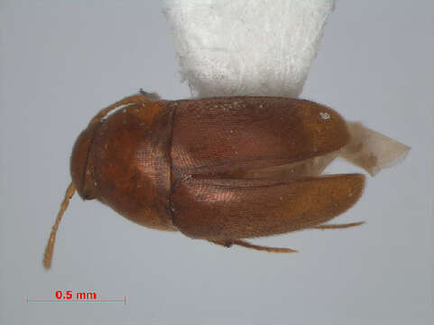 Image of Ptomaphaminus schilthuizeni Perreau 2009