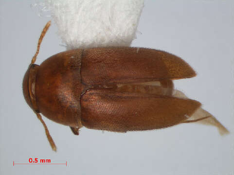 Image of Ptomaphaminus schilthuizeni Perreau 2009