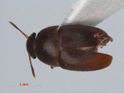 Image of Ptomaphaginus similipes Schilthuizen & Perreau 2008