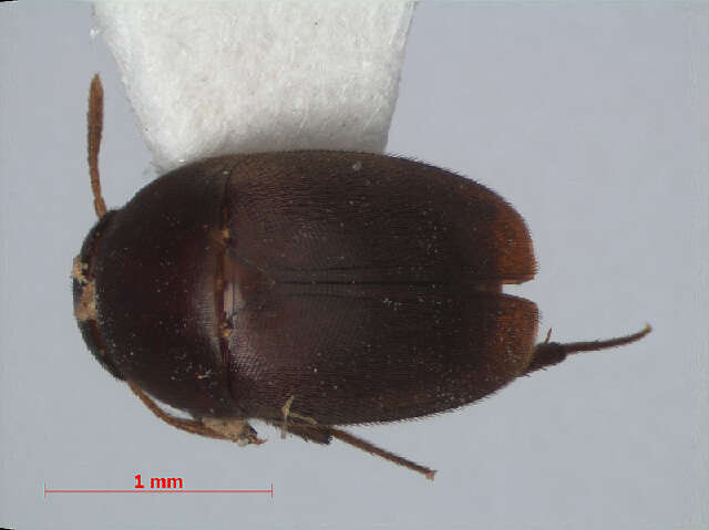 Image of Ptomaphaginus similipes Schilthuizen & Perreau 2008