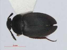 Image of Catops chrysomeloides (Panzer 1798)