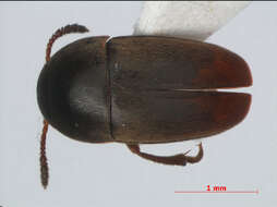 Image of <i>Ptomaphagus medius</i>