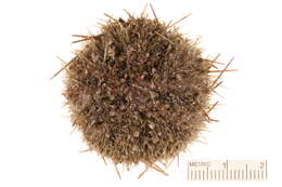 Image of White sea urchin