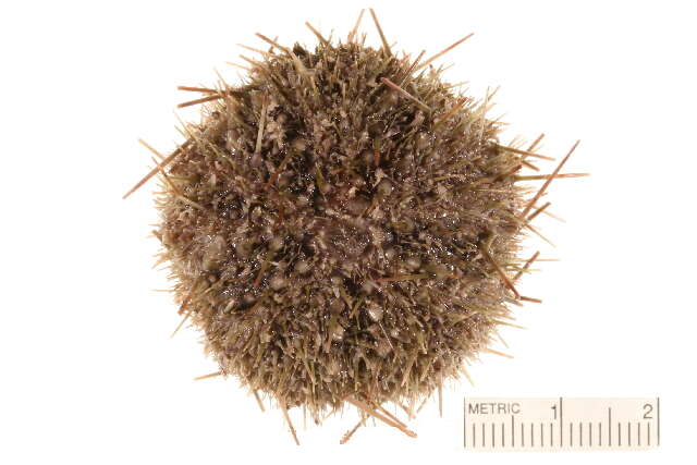 Image of White sea urchin