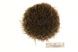 Image of White sea urchin