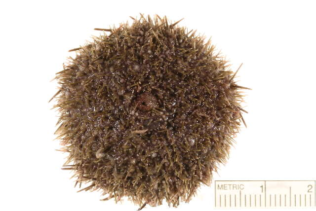 Image of White sea urchin