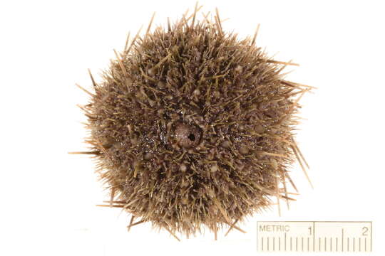 Image of White sea urchin